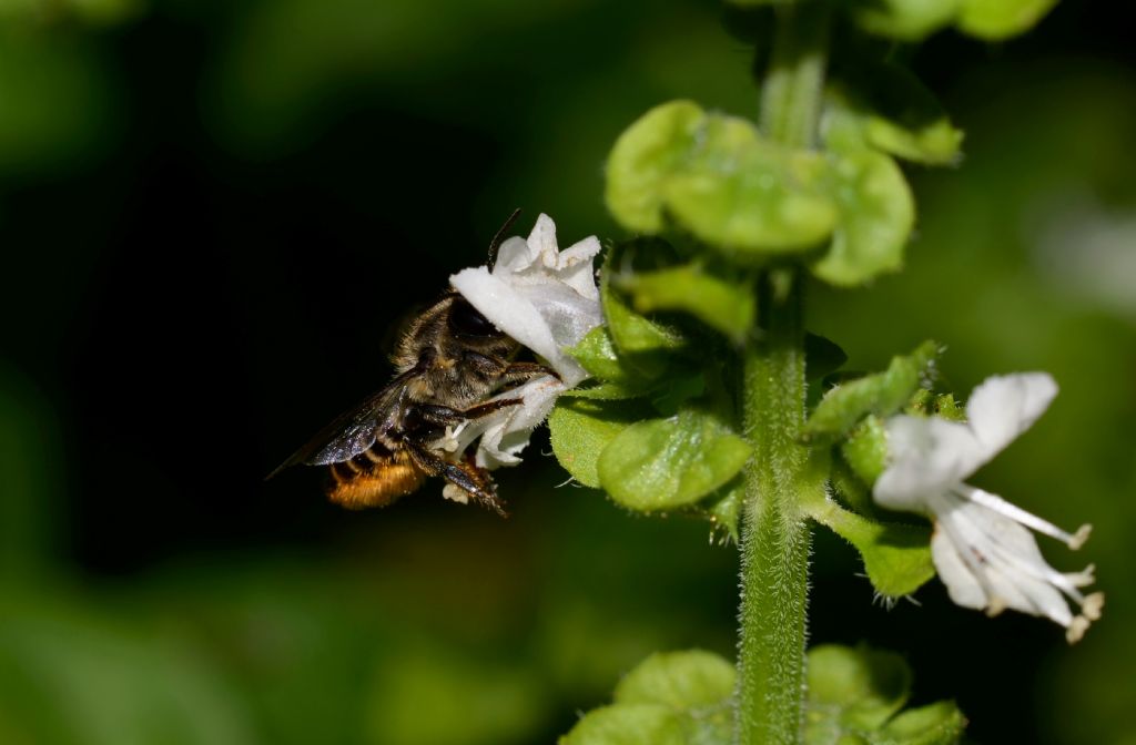 Apidae Megachilinae: cfr. centuncularis, femmina